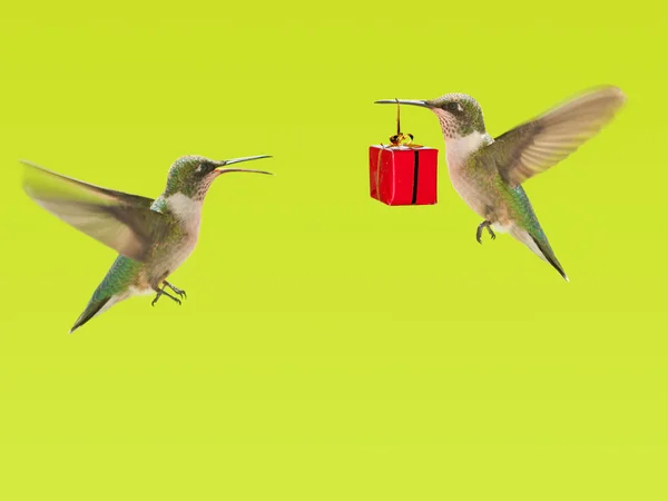 Hummingbird carrying a gift to another hummingbird — Stock Photo, Image