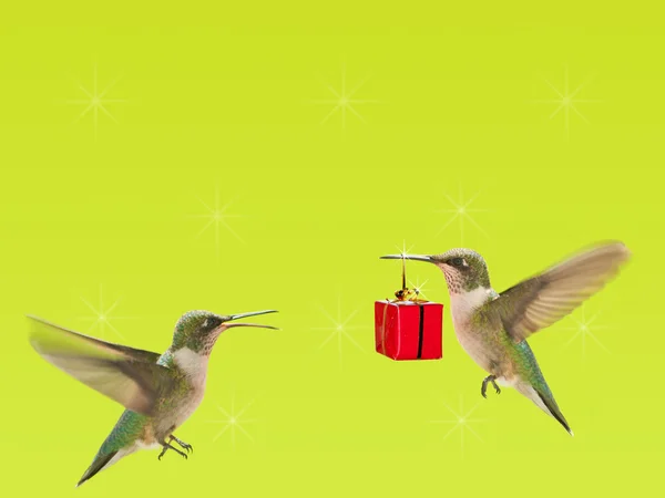 Kolibřík nesoucí dárek k jinému kolibřík — Stock fotografie