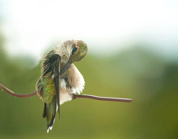Tiny little juvenile male Hummingbirg grooming his feathers — Stock Photo, Image