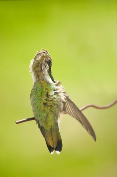 蜂鸟梳理自己的羽毛的绿色背景 — 图库照片