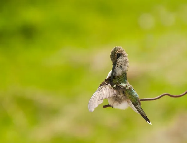 Minúsculo beija-flor grooming suas asas contra fundo verde — Fotografia de Stock