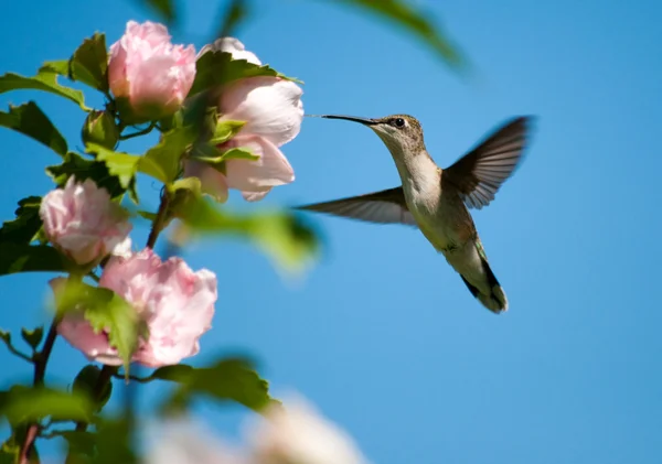 Hummingbird dalla gola rubino che si nutre di un Hibiscus rosa chiaro — Foto Stock