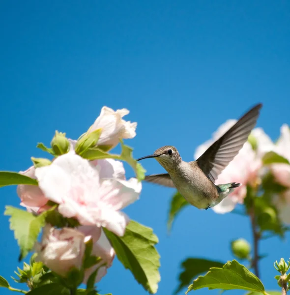 Hermoso colibrí de garganta rubí alimentándose de una flor de hibisco — Foto de Stock