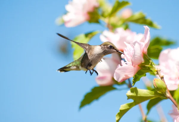 Colibrí alimentándose de una flor de Althea — Foto de Stock
