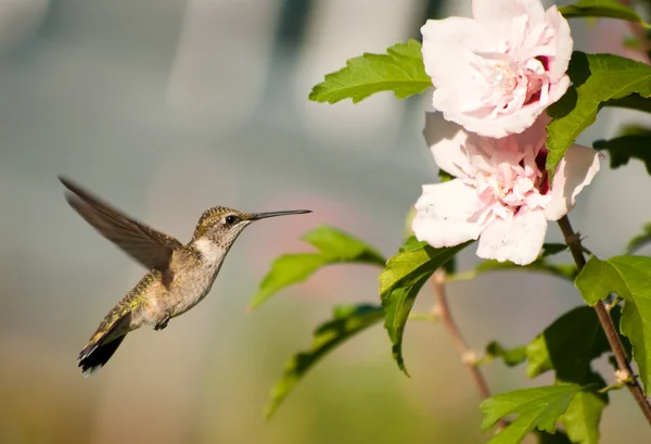 Vznášející se kolibřík rubínohrdlý — Stock fotografie