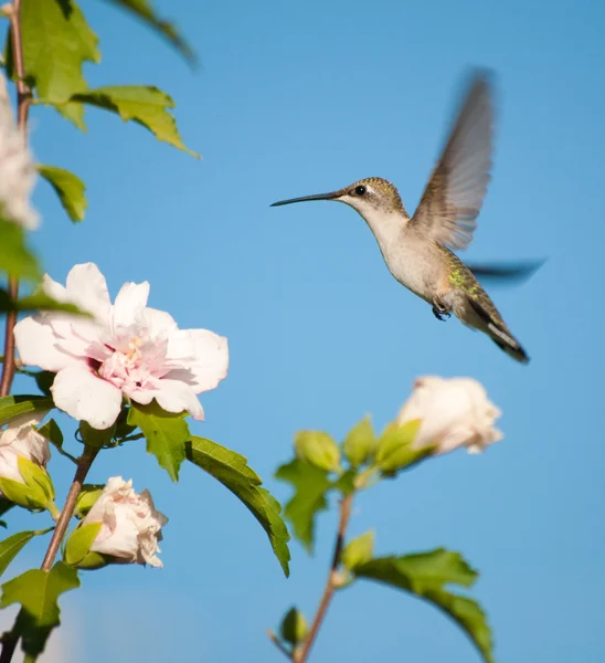 Female Ruby-throated Hummingbird hovering — Stock Photo, Image