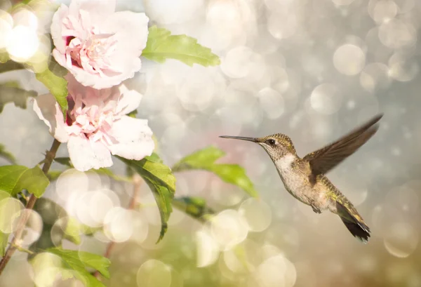 Мечтательный образ Рубиногорлого колибри — стоковое фото