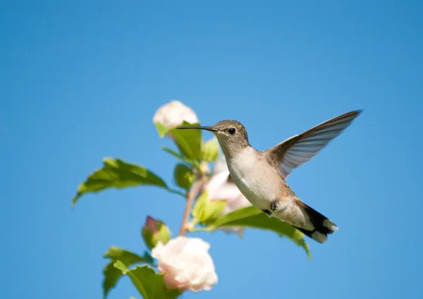Liten kolibri tittar misstänksamt på betraktaren — Stockfoto
