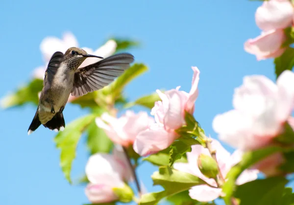 Humminbird joven macho de garganta rubí preparándose para alimentarse — Foto de Stock