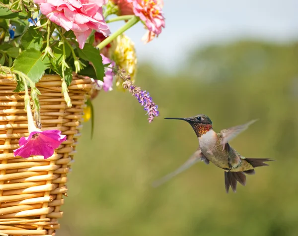 Schöner männlicher Kolibri, der sich von einer winzigen Blume in einem Korb ernährt — Stockfoto