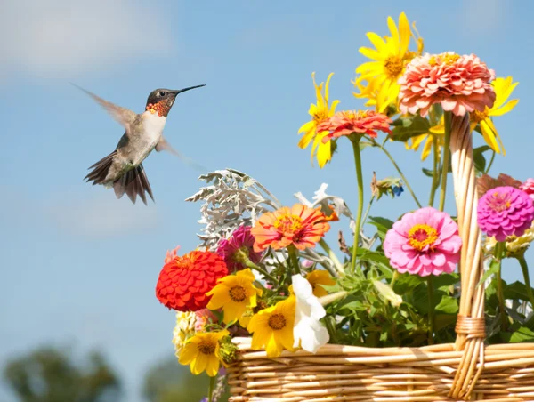 Mężczyzna koliber gotowy do paszy na jasny kwiaty — Zdjęcie stockowe