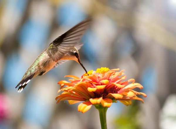 Hummingbird livnär sig på en orange zinnia blomma — Stockfoto
