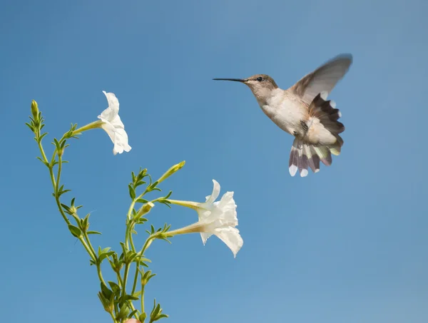 Minúsculo Hummingbird feminino se preparando para se alimentar — Fotografia de Stock