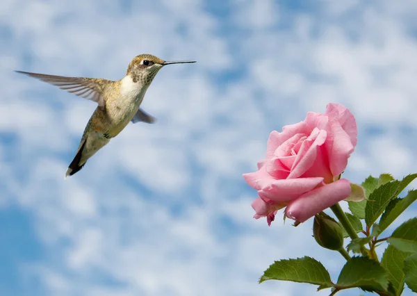 Pequeno Hummingbird macho juvenil pairando perto de uma rosa — Fotografia de Stock