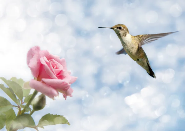 梦幻般形象的一朵玫瑰边上徘徊蜂鸟 — 图库照片