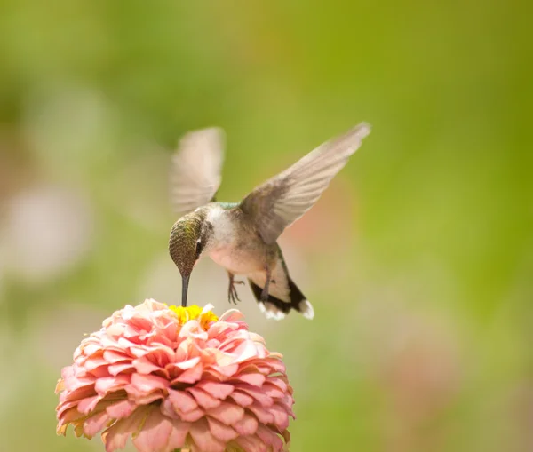 Minúsculo beija-flor alimentando-se de uma luz rosa Zinnia flor — Fotografia de Stock
