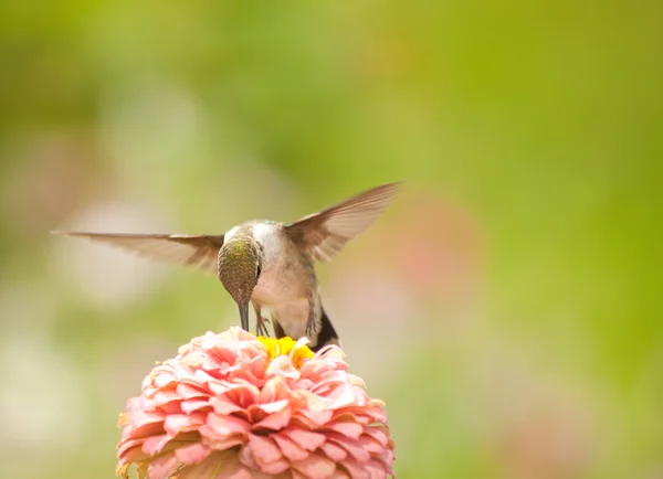Colibri se nourrissant d'un Zinnia rose clair — Photo