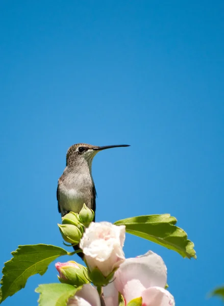 Рубиногорлая колибри покоится на цветке Алтеи — стоковое фото