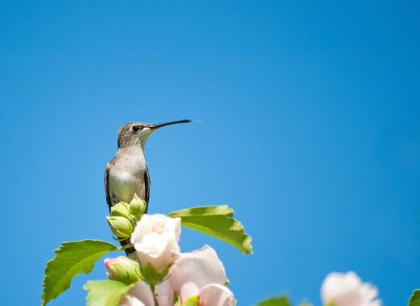 Liten kolibri vilar på althea bush — Stockfoto