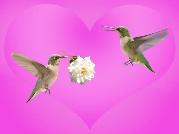 Hummingbird carrying a white rose for another — Stock Photo, Image