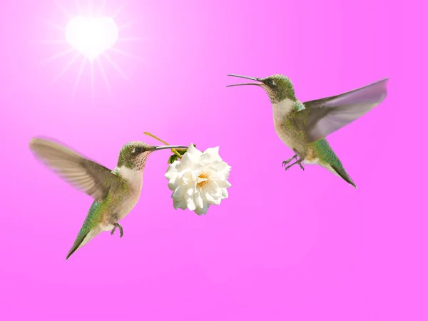 Hummingbird carrying a rose for another — Stock Photo, Image