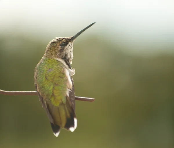 Tiny juvenile male Hummingbird scratching his head — Stock Photo, Image