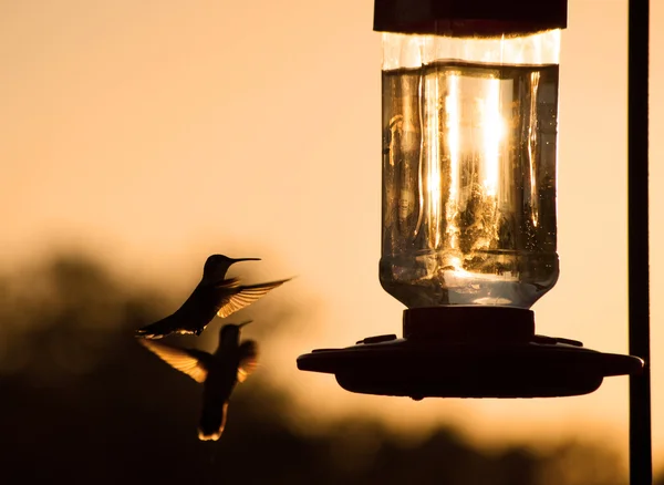Silueta de un colibrí flotando, preparándose para alimentarse — Foto de Stock