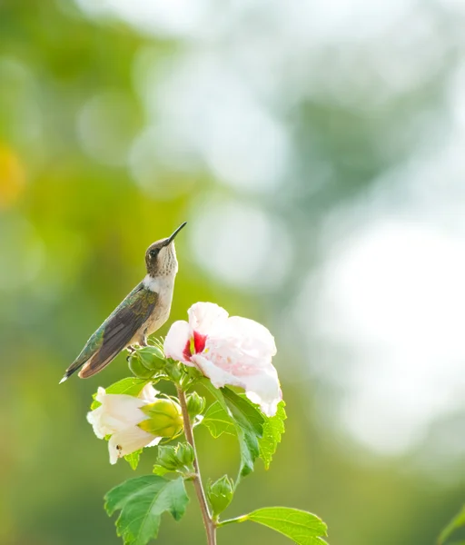 Ruby-hrdlo kolibřík odpočívající na květy Althea — Stock fotografie