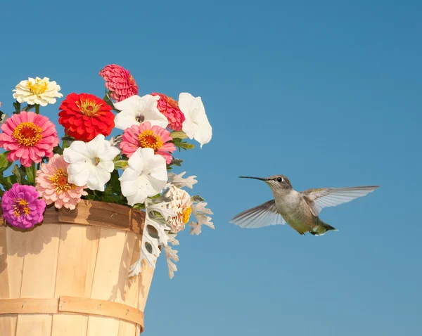 Beau jeune Colibri planant à côté d'un panier de fleurs — Photo