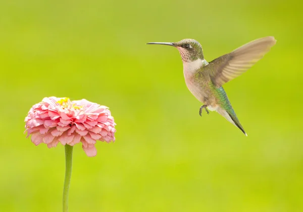 Colibrí macho joven flotando cerca de una flor —  Fotos de Stock