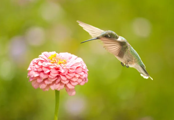 Lille kolibri gjør seg klar til å spise. – stockfoto