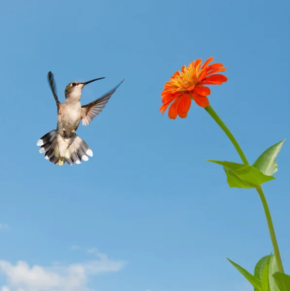 Kvinne Ruby-throated kolibri flyr til en oransje Zinnia blomst – stockfoto