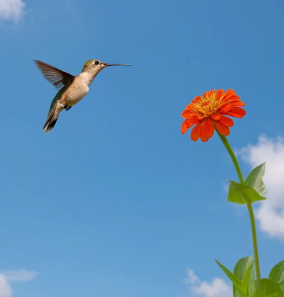 Kolibřík rubínohrdlý krmení na cínie — Stock fotografie