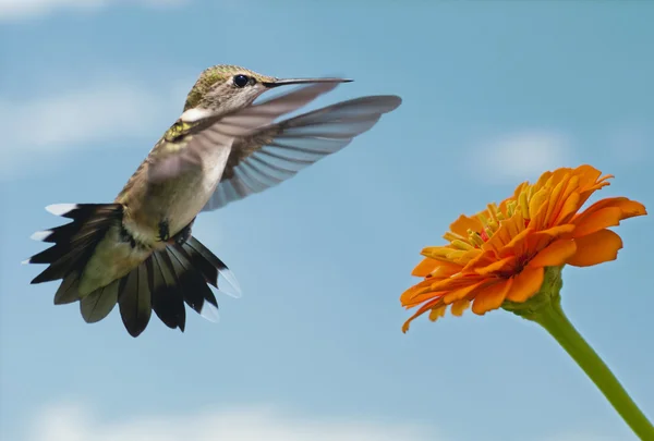 Zarter junger Kolibri macht sich bereit, sich von einer Zinnie zu ernähren — Stockfoto