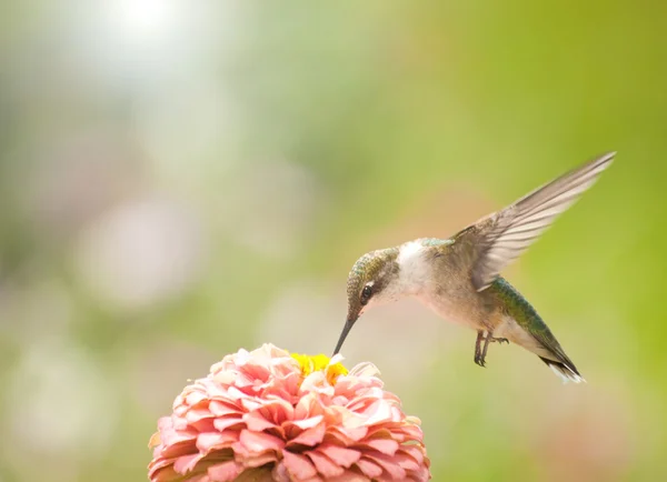 Piękny ruby - throated hummingbird karmienia na różowy Cynia — Zdjęcie stockowe