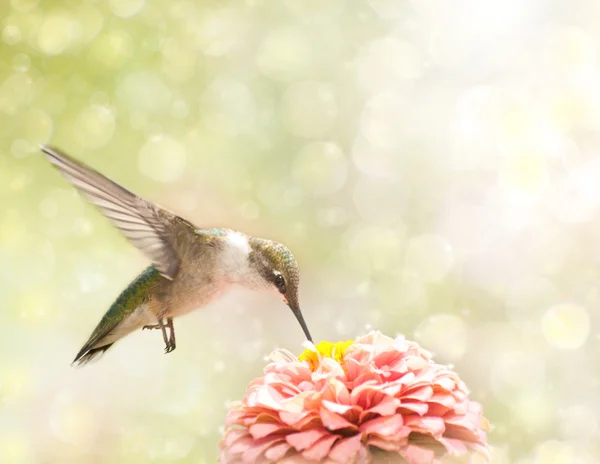 Drömmande bild av en ruby - Vitstrupig kolibri — Stockfoto
