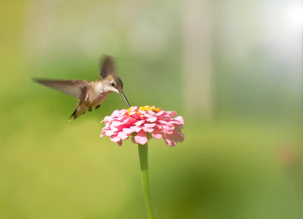 Kolibřík krmení na růžové cínie — Stock fotografie