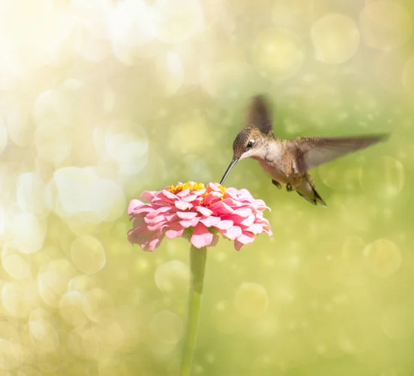 Traumbild eines winzigen Kolibri-Weibchens, das sich von einer rosa Zinnie ernährt — Stockfoto