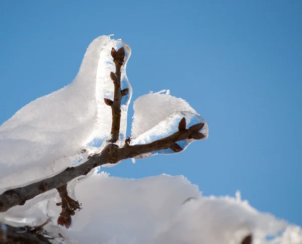 Frozen, ice covered tree branch with a snow — Stock Photo, Image