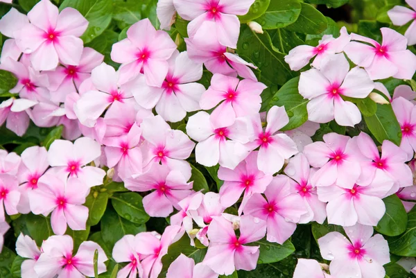 Kleurrijke impatiens bloemen — Stockfoto