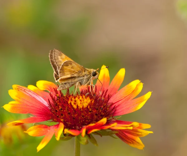 Indiase dikkopje butterfly voeden met Indiase deken bloem — Stockfoto