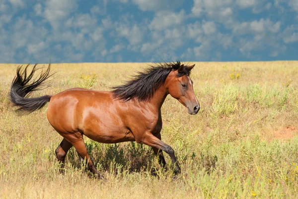 Bay Arabian cavallo cantering attraverso un campo — Foto Stock
