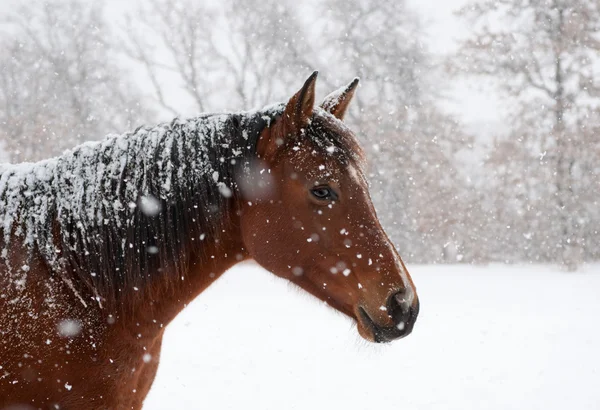 Red bay horse in heavy snow fall with snow all over her — Stock Photo, Image