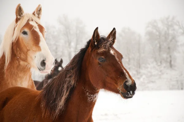 Frosty paarden gewaarschuwd voor iets in de verte — Stockfoto