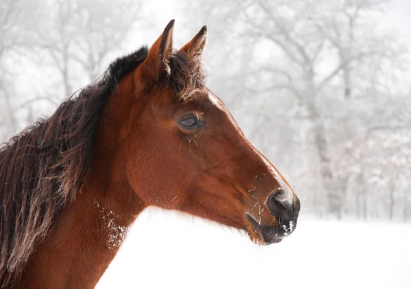 Frostiga häst söker larmade på en dimmig kall vinterdag — Stockfoto