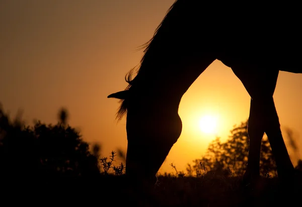 Betande häst silhuett mot stigande solen i rik ton — Stockfoto