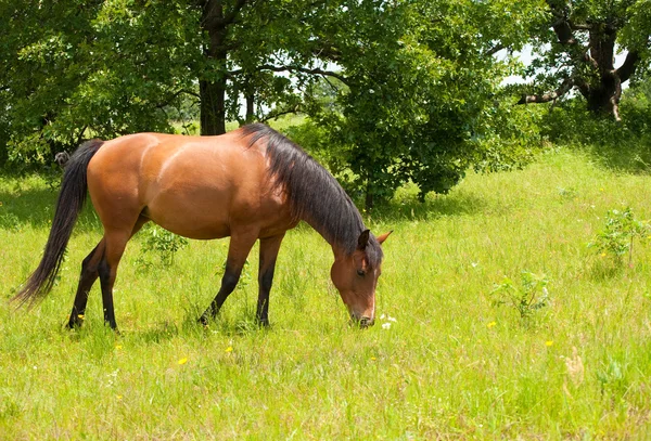 Glanzende lichte baai Arabische paard grazen — Stockfoto