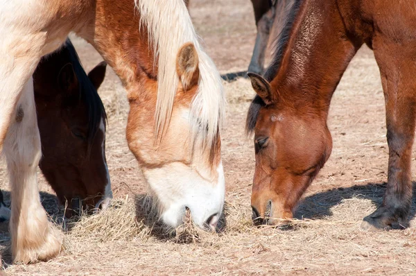Hästar som delar deras hö i vintern betar, närbild bild — Stockfoto