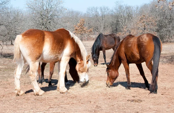 Pferde teilen ihr Heu — Stockfoto