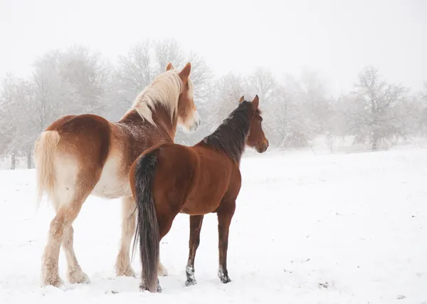 Deux chevaux givrés, un grand et un petit, regardant au loin — Photo